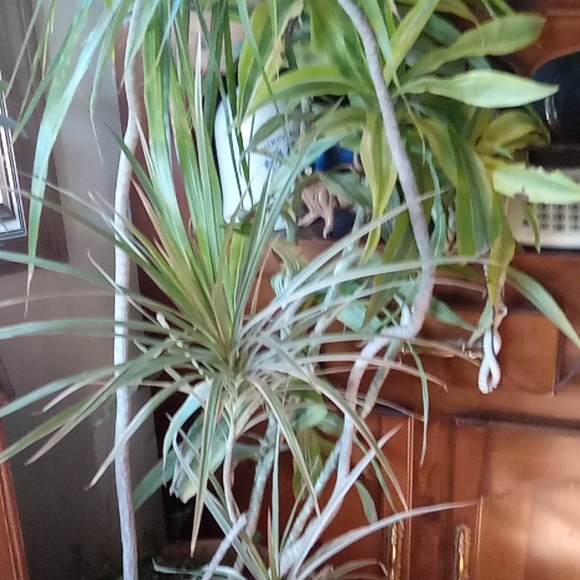 Winter is over  and I need to purge some plants,  10 plant starts, my c… - Picture 15 of 15